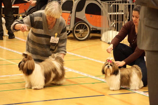 Shih Tzu Danmark